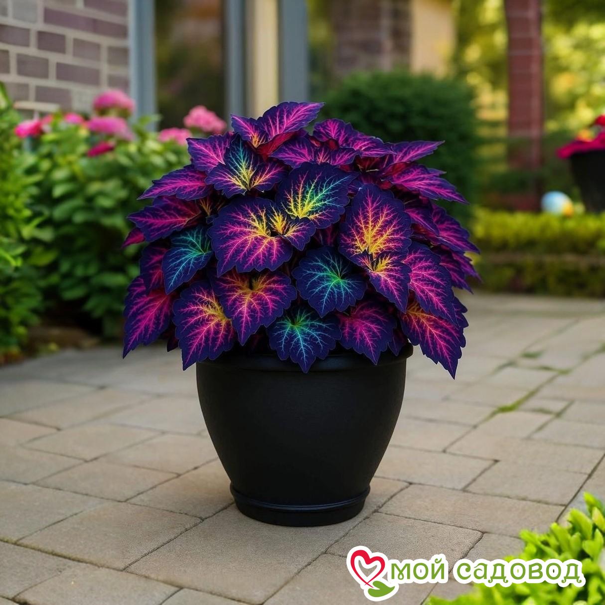 Хоста Фрости Блю